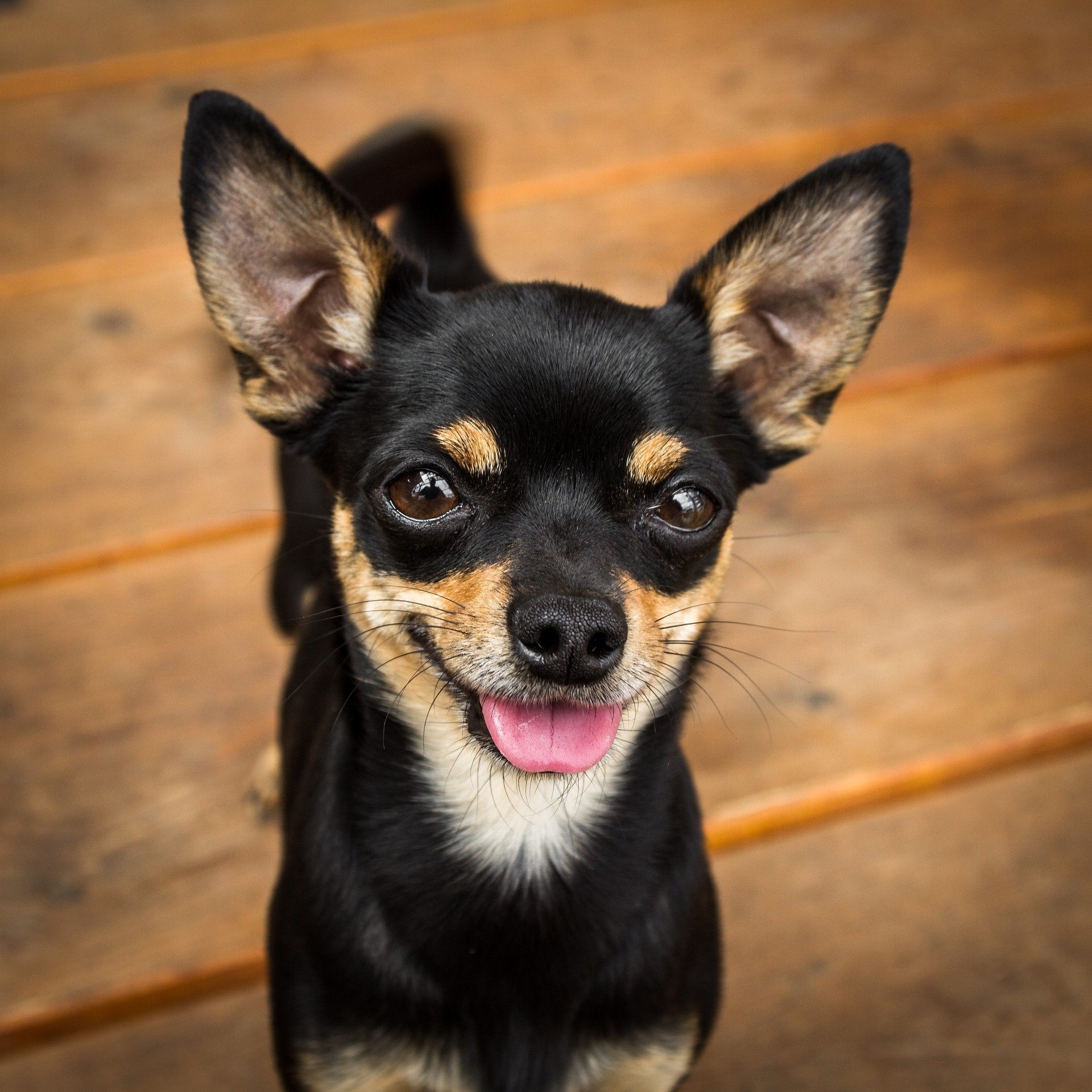 Quels animaux pour les beaufs ?
