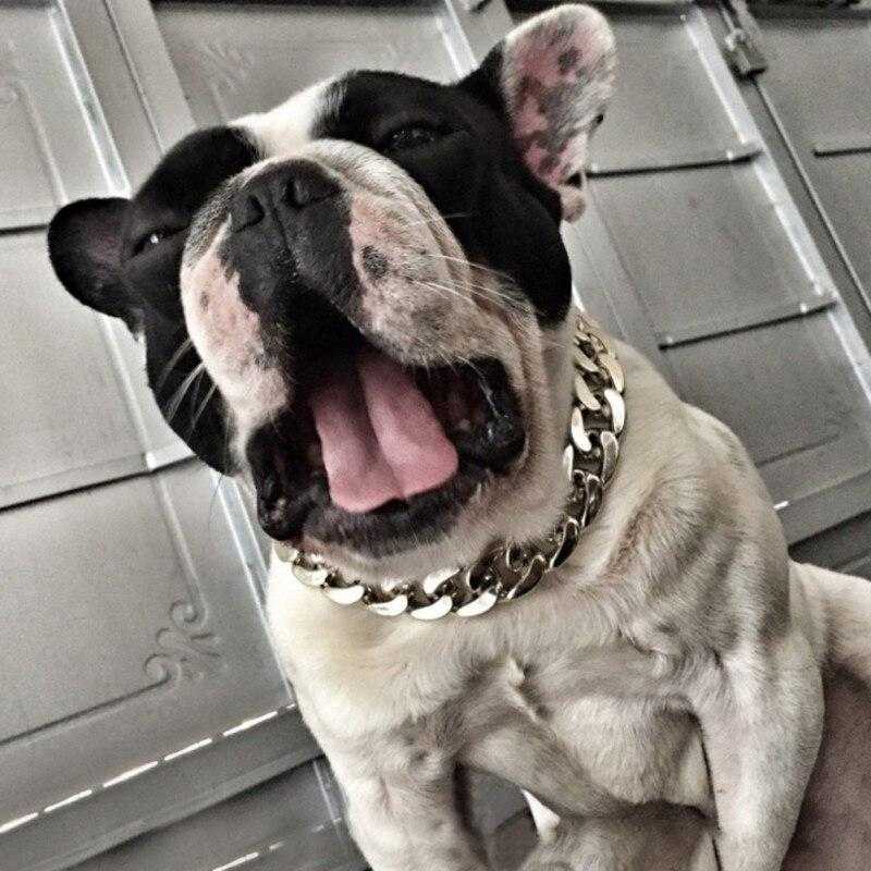 Chaîne en or pour chien - bleublancbeauf.com