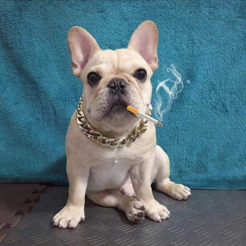 Chaîne en or pour chien - bleublancbeauf.com
