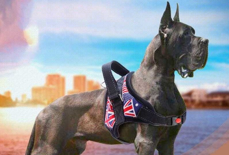 Laisse américaine pour chien - bleublancbeauf.com