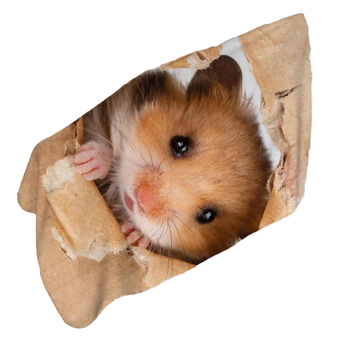 Serviette de plage hamster - bleublancbeauf.com